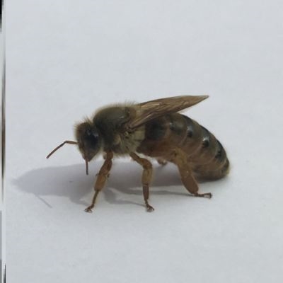 活体双色蜂蜂群双色蜂群中蜜蜂王中土蜂王群蜂群整箱活带蜂群