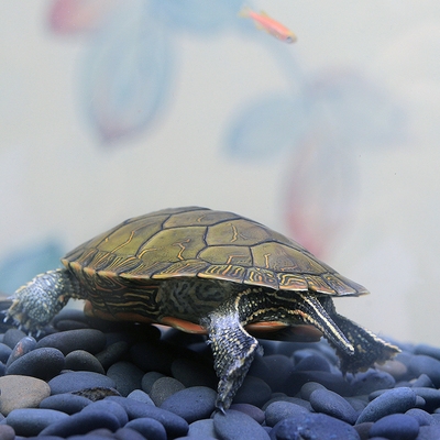 深水海龟家养淡水活物观赏乌龟小宠宠物海水龟