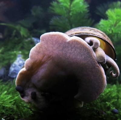 吃鱼螺山坑螺鱼缸绿藻克星螺蛳褐藻螺