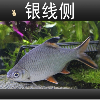 诚森金凤银凤活体观赏鱼双线侧鱼泰国金银元宝鱼
