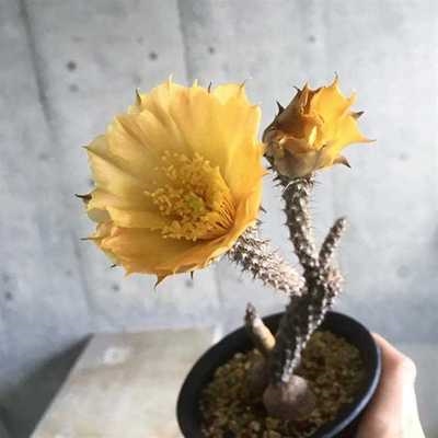 团扇黄花黑龙块根稀有品种仙人掌多肉植物盆栽多肉植物