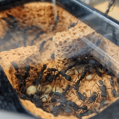 蚂蚁宠物大型超大城堡蚁巢生态工坊房子巢穴蚂蚁工坊