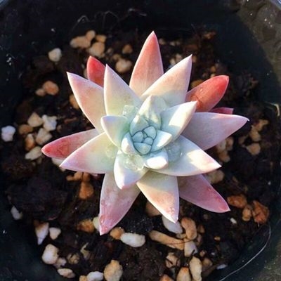 仙女仙气肉肉初霜杯多植物盆栽群生多头白菊多肉植物