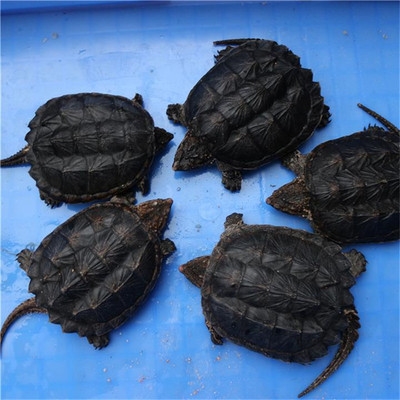 精品杂佛小鳄龟苗佛鳄爆剌北美大鳄宠物乌龟龟