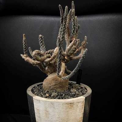 团扇黄花黑龙块根稀有品种仙人掌多肉植物盆栽多肉植物
