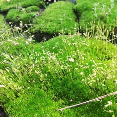 假山专用铺面小灰鲜活苔藓景观diy创意迷你创意迷你植物