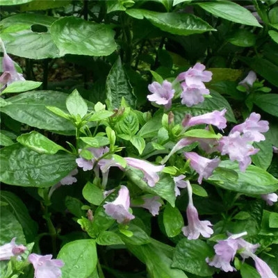 染料靛蓝蓝靛植物印染卫衣恤冷染免煮泥膏植蜡染印染