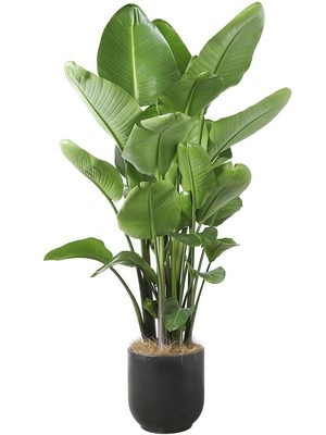 天堂鸟四川成都植物大型室内盆栽办公室花卉绿植