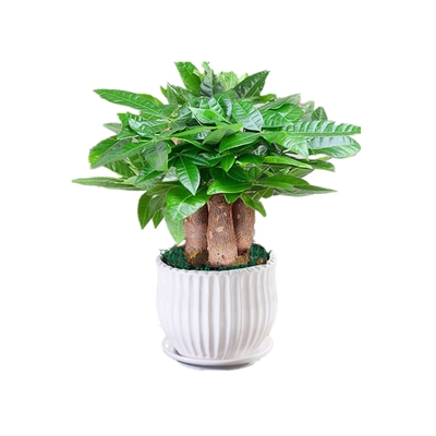 树木盆栽客厅植物中型绿植宿舍家庭大颗好养绿植