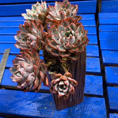 老桩群生赫拉韩国热销多肉多浆植物新手阳台多肉植物
