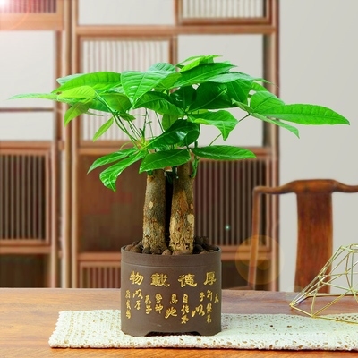 桌面招财招财树树苗绿植室内办公室客厅小盆盆景绿植
