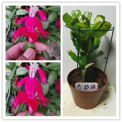 多肉植物仙人掌嫁接令箭荷花蟹爪兰苗带根四季多肉植物