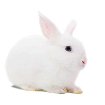 活物兔子一对月月小白兔对公母幼崽子家养幼崽兔