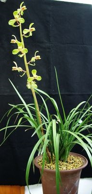 阳台盆栽绿植花卉植物蕙兰名品程梅盆景花卉