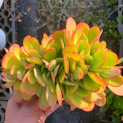 多肉缀化植物金凤凰稀有办公室阳台盆栽花卉多肉植物