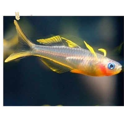 诚森霓虹燕子子鱼新郎官彩虹鱼热带鱼观赏鱼高档灯科鱼
