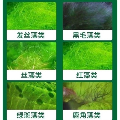 绿苔和绿藻的区别图图片