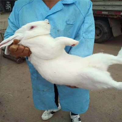 活物兔子月月一对小白兔对公母幼崽子兔