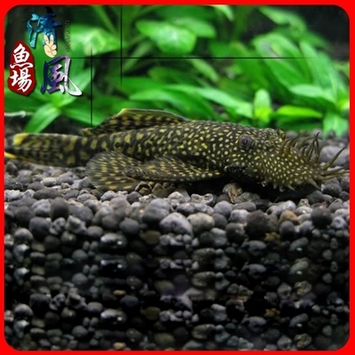 诚森观赏鱼活体水族工具热带鱼迷彩子鱼胡子鱼雪花鱼