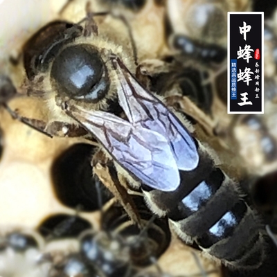 良种蜂王阿坝处女王蜜蜂蜂王四川土蜂蜂王黑麻王四川高产中蜂蜂王