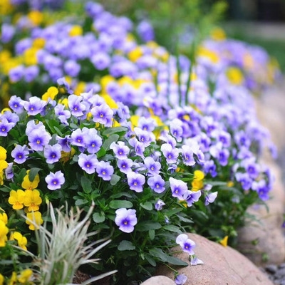 盆栽小兔子角堇三色花期露天耐寒地栽吊带发货花卉