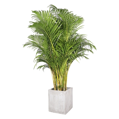 散尾绿植凤尾大型室内客厅办公室盆栽甲醛加湿花盆