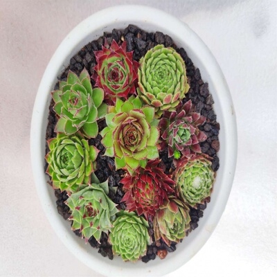 霞晚多肉植物耐冻长生珍稀新手柔情橘子球凌多肉植物