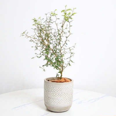 腾飞园艺只售精品新西兰刺槐网红童话盆栽小孩子绿植