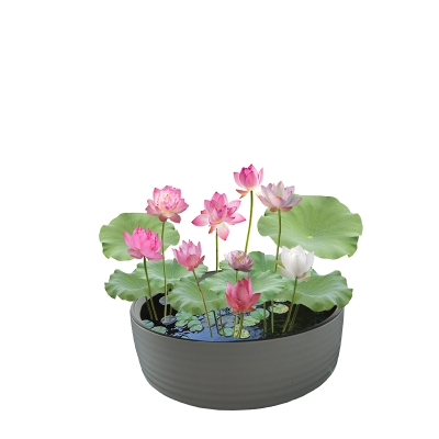 四季水养睡莲水生莲荷花卉盆栽水培植物室内花卉