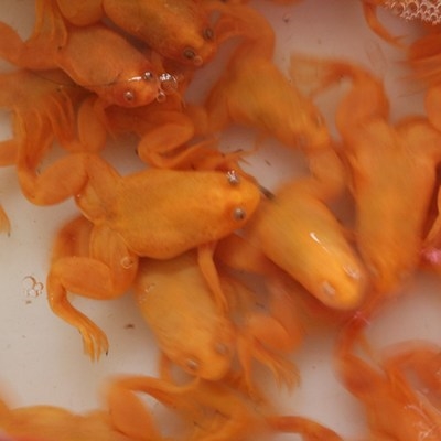 金蛙活物龙鱼饲料小金金蟾招财观赏可爱宠物其它水族宠物