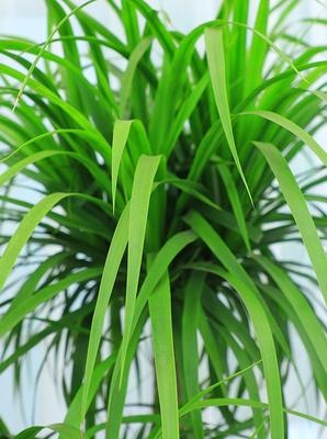 龙血盆栽多杆大型植物室内龙须树大客客厅绿植大型绿植