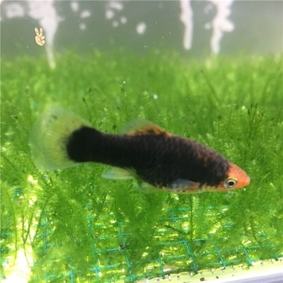 诚森皮球鱼玛丽鱼玛丽球鱼红玛丽鱼胎生鱼孔雀鱼热带鱼观赏鱼活体