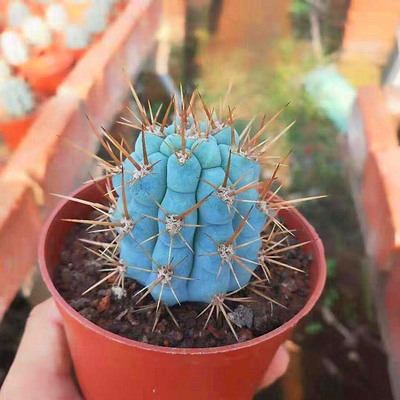 仙人掌科 佛塔柱仙人球 仙人柱 室内美观易养开花防