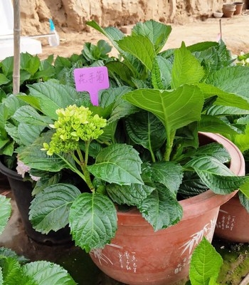 花卉花手新娘夏新娘无尽五加仑绣球绿植加仑开花花卉