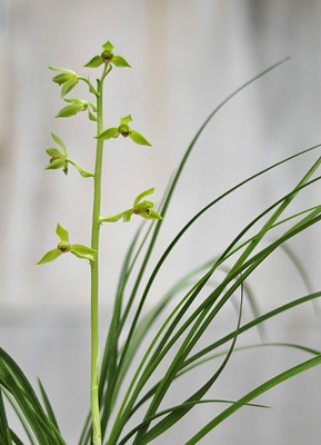 香兰花苗蕙兰九华梅瓣翠丰花苞出售盆景植物花卉