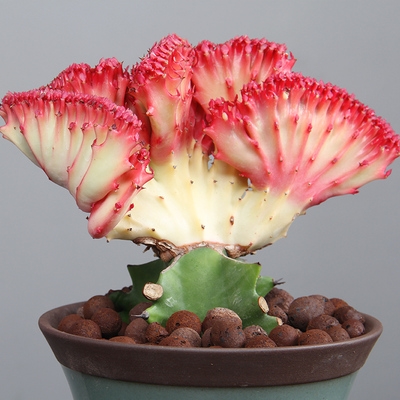 植物麒麟肉绿仙人掌养植招财花卉客厅好旺旺宅花盆