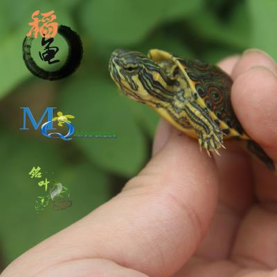 克斯大河甜甜圈塔巴斯哥红耳尼加拉瓜彩龟深水宠物龟
