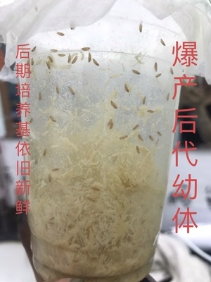 果蝇大小喷雾新型用于橘子诱导园林种植野外爬虫