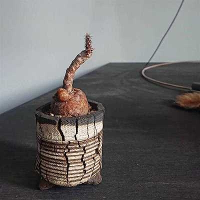 团扇黄花黑龙块根稀有品种仙人掌多肉植物盆栽多肉植物