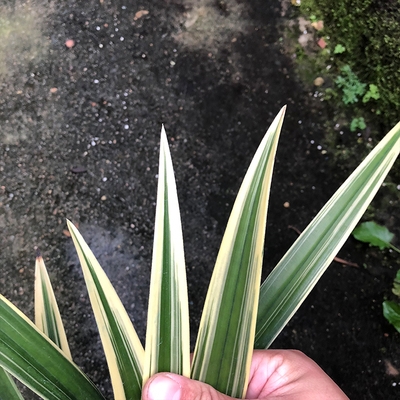 兰花花苗日向金边墨兰浓香香型高档线艺冬季花卉