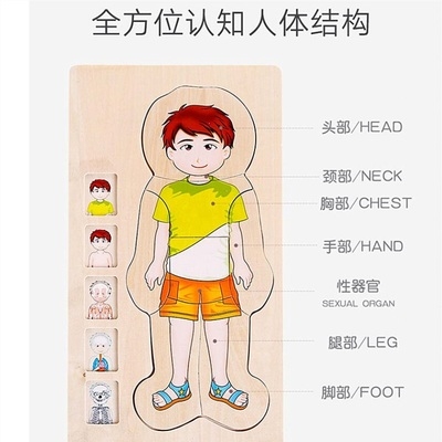 小男孩身体构造图片