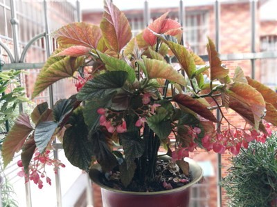 葡萄莲斑叶竹节海棠盆栽绿植花卉四季开花慈姑绿植
