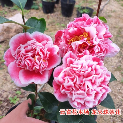 茶花盆栽龙火珠精美品种花卉庭院办公室客厅花卉