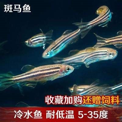 冷水鱼观赏鱼不加温好看冷水淡水好养耐低温鱼活物小型小鱼