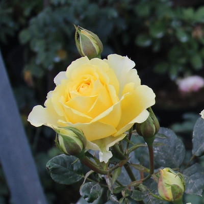 欧月阳光海滩月季大花微月多头丰花黄色月季花花卉