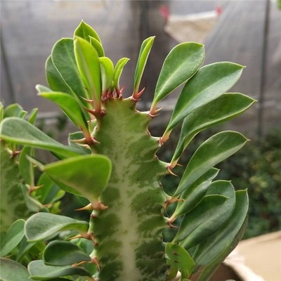 龙骨青龙紫红多肉仙人掌科彩玉麒麟红麒麟室内盆栽多肉植物