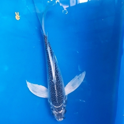 诚森纯种松叶龙凤锦鲤活体长尾观赏鱼金银红松叶龙凤锦鲤冷水招财