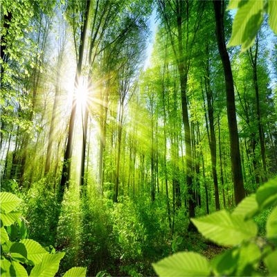 阳光森林大树自然风景客厅电视背景墙壁纸卧室沙发立体墙纸背景布类