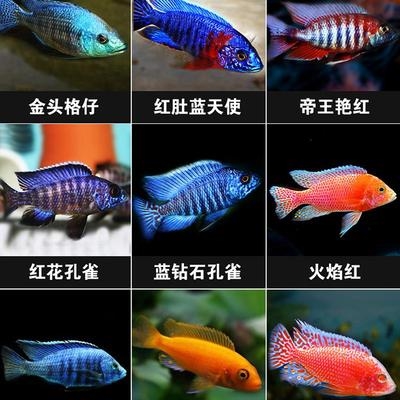 慈鲷热带鱼三湖非洲鱼马雕维雕坦雕杂雕鱼鱼苗鱼