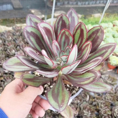 龙骨红司多肉老桩肉肉植物盆栽超大株巨大红多肉植物